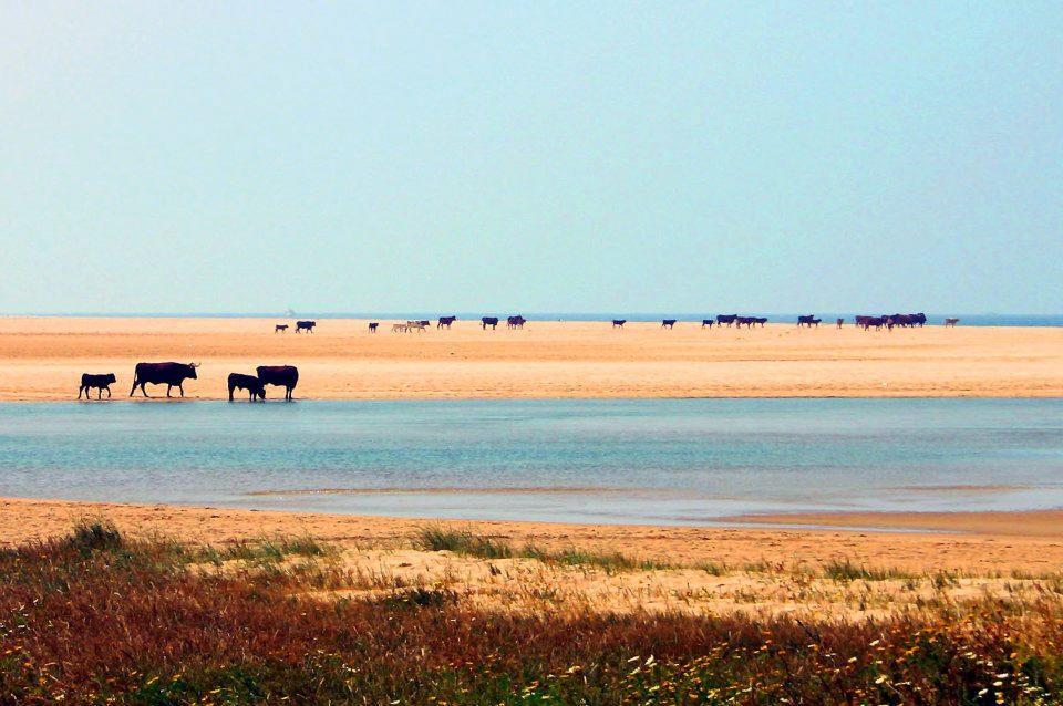 Ferreira Hostal Boutique Conil De La Frontera Exteriör bild